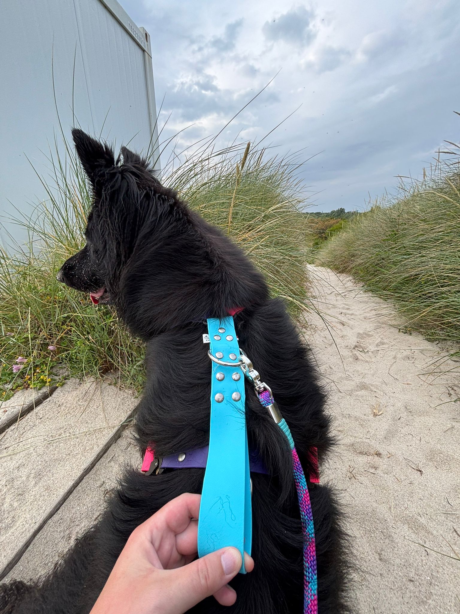 Harnais Parisien Grandes & Très Grandes Races - Inox