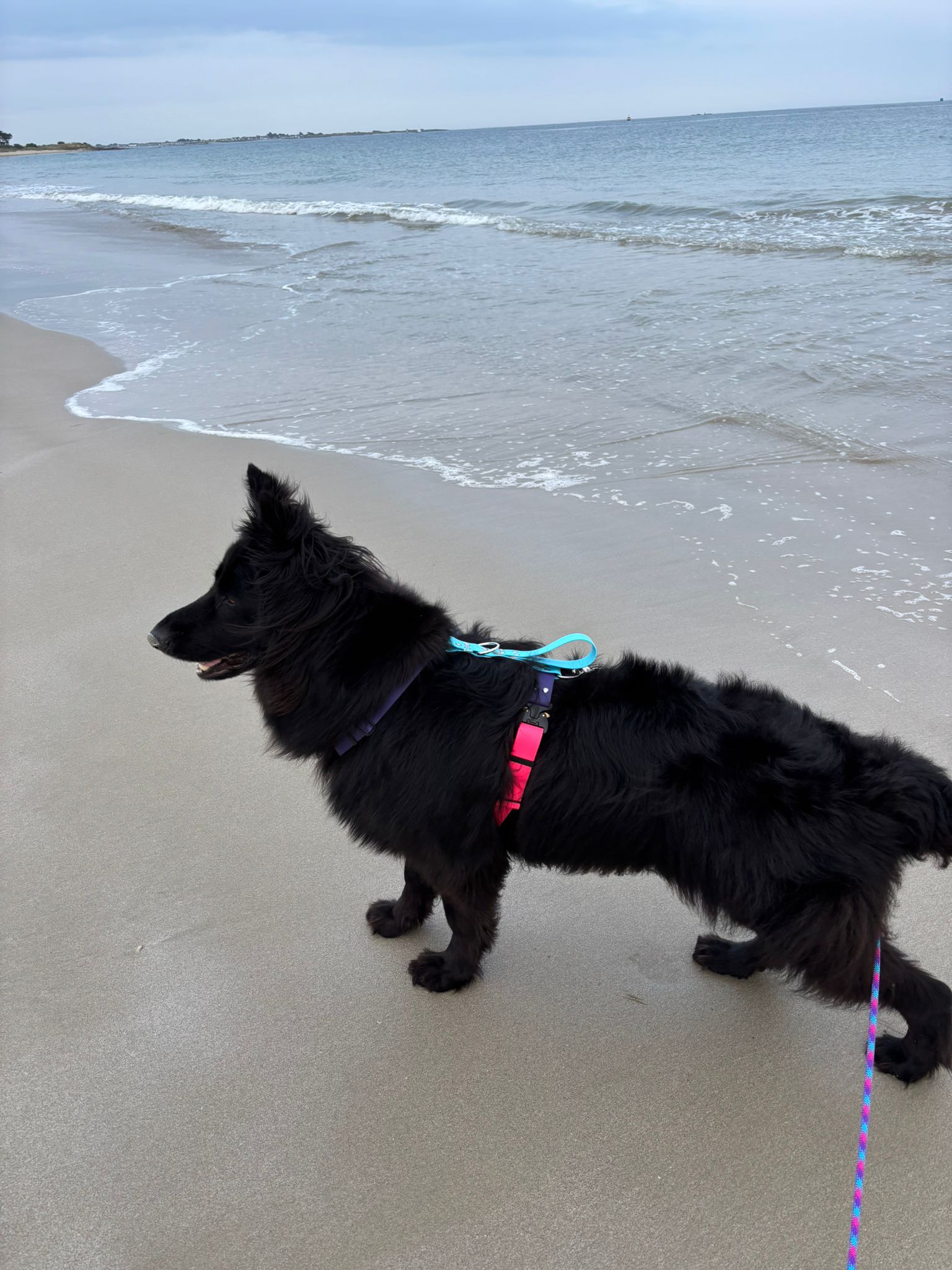 Harnais Parisien Grandes & Très Grandes Races - Inox