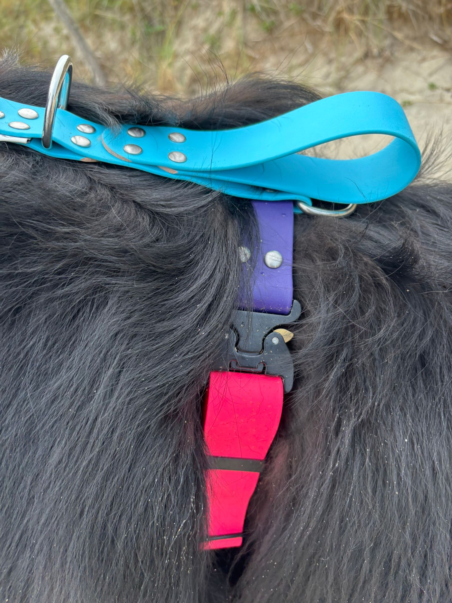 Harnais Parisien Grandes & Très Grandes Races - Inox