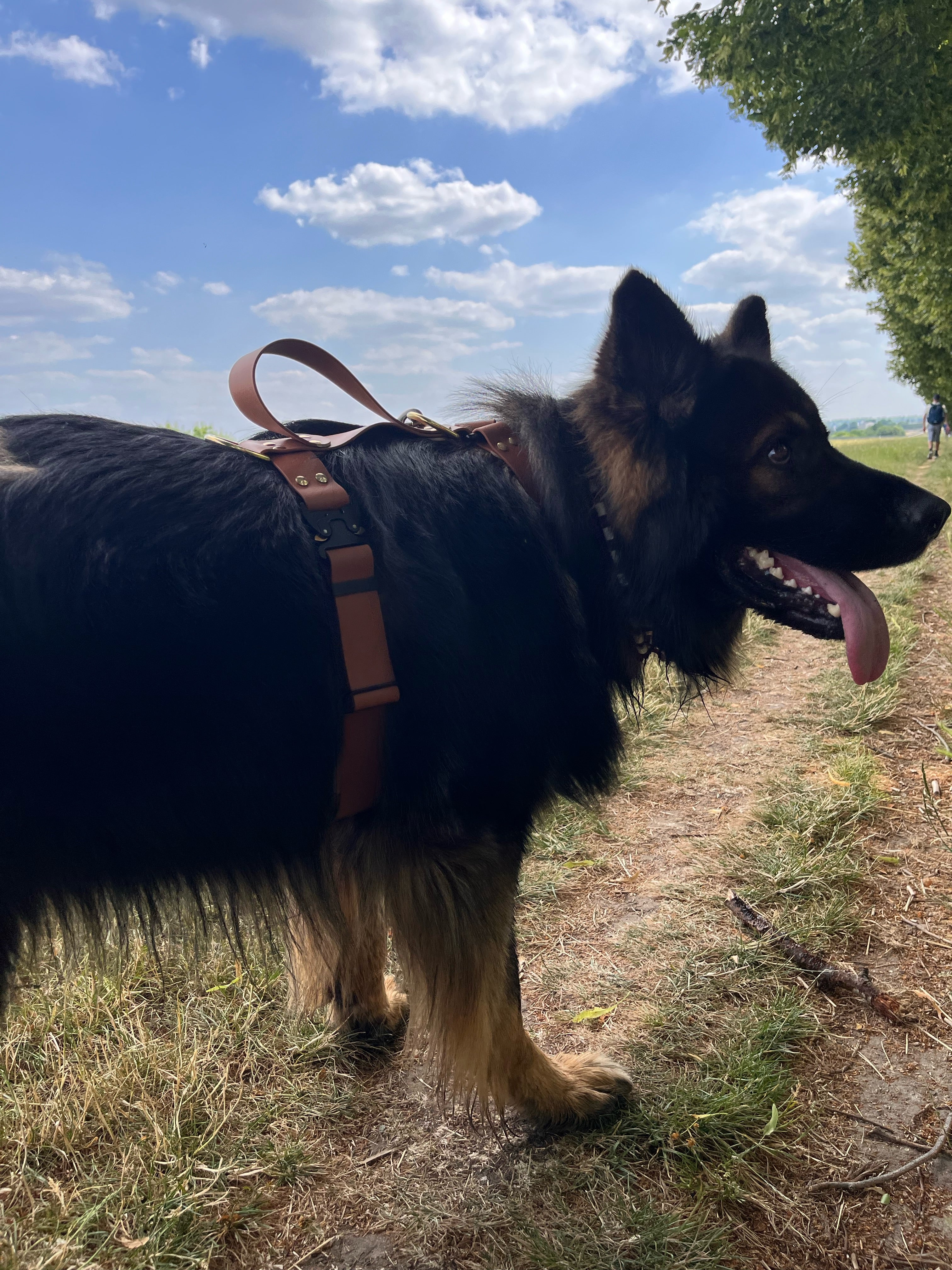 Harnais Parisien Grandes & Très Grandes Races - Laiton