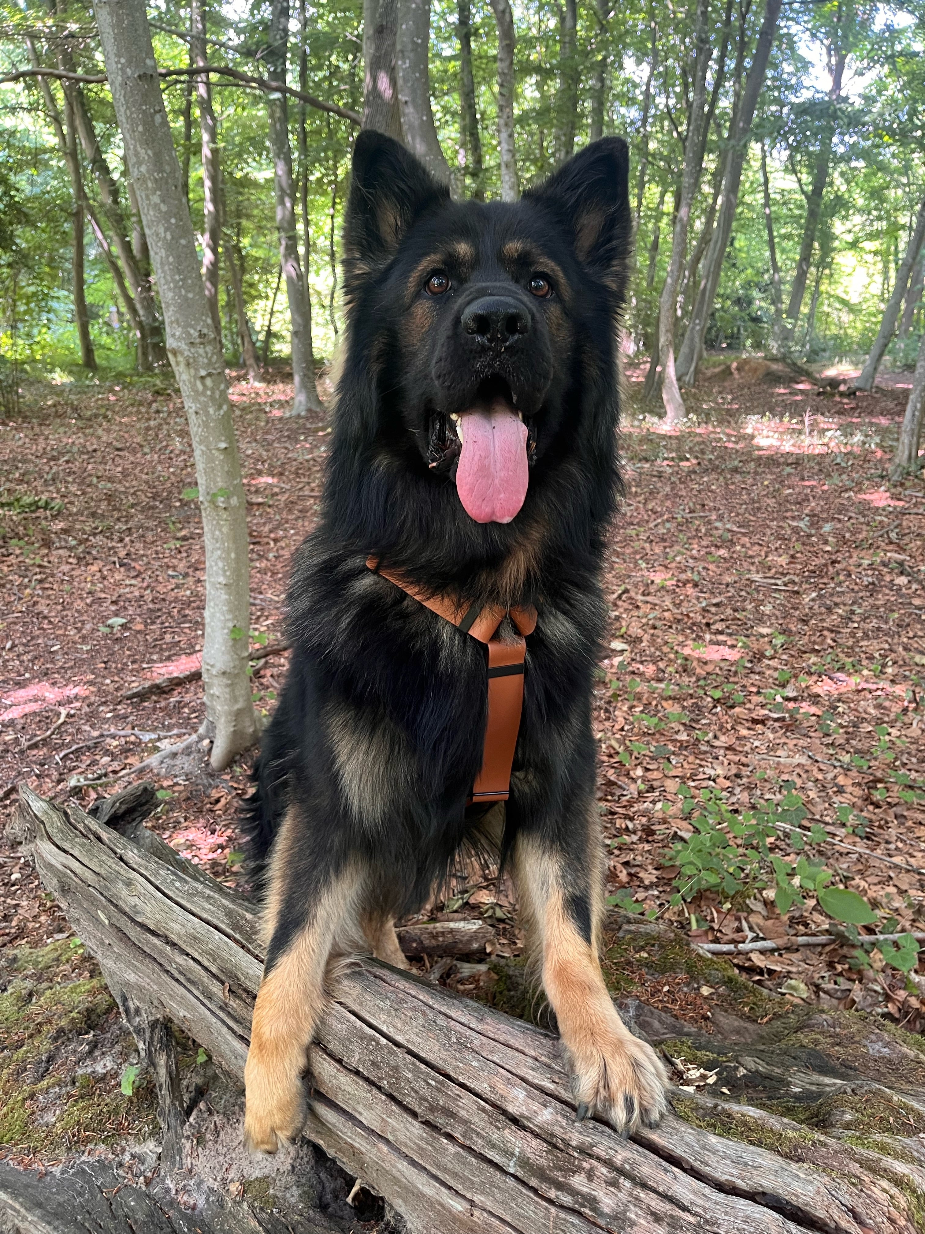 Harnais Parisien Grandes & Très Grandes Races - Laiton