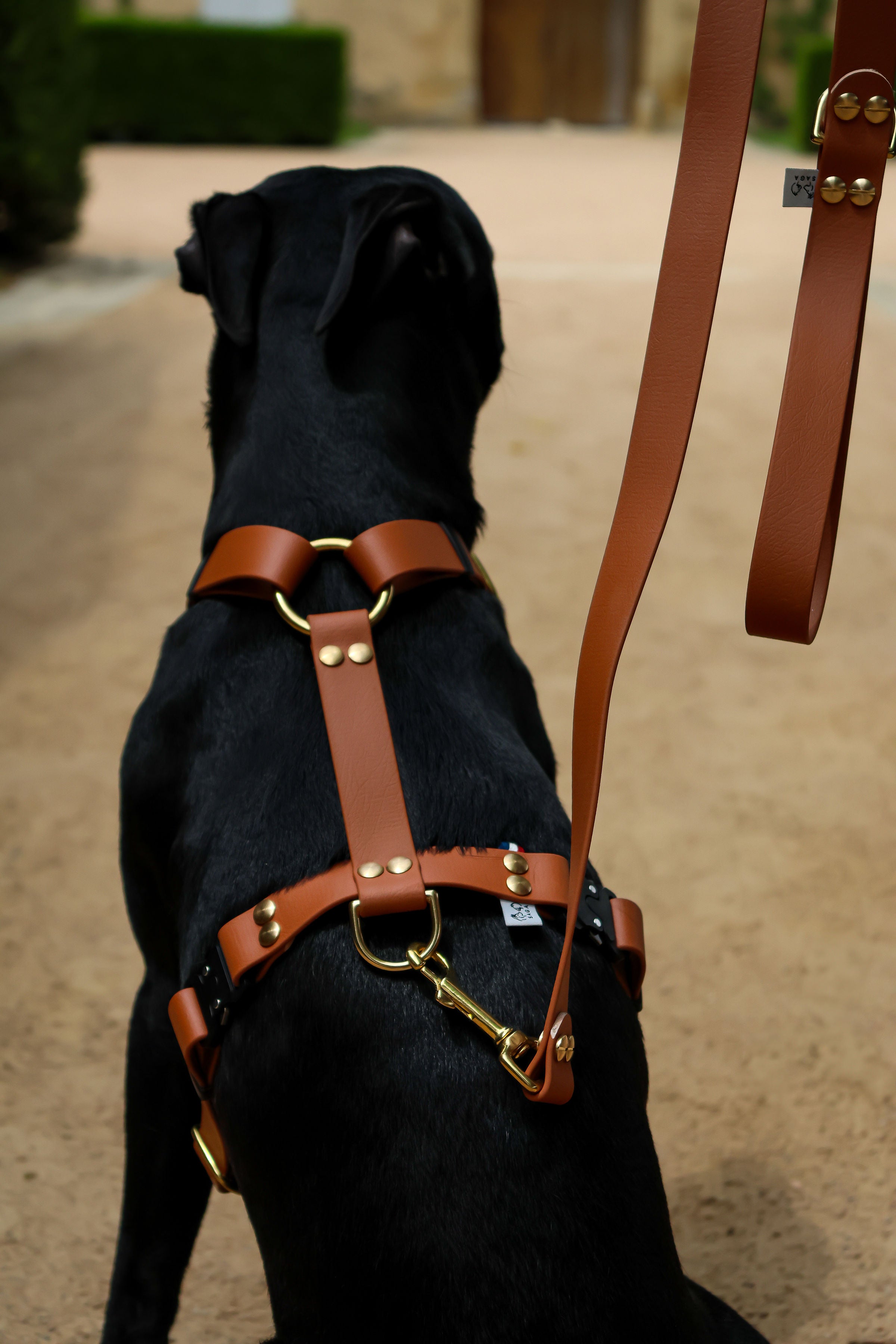 Harnais Parisien Moyennes & Grandes Races