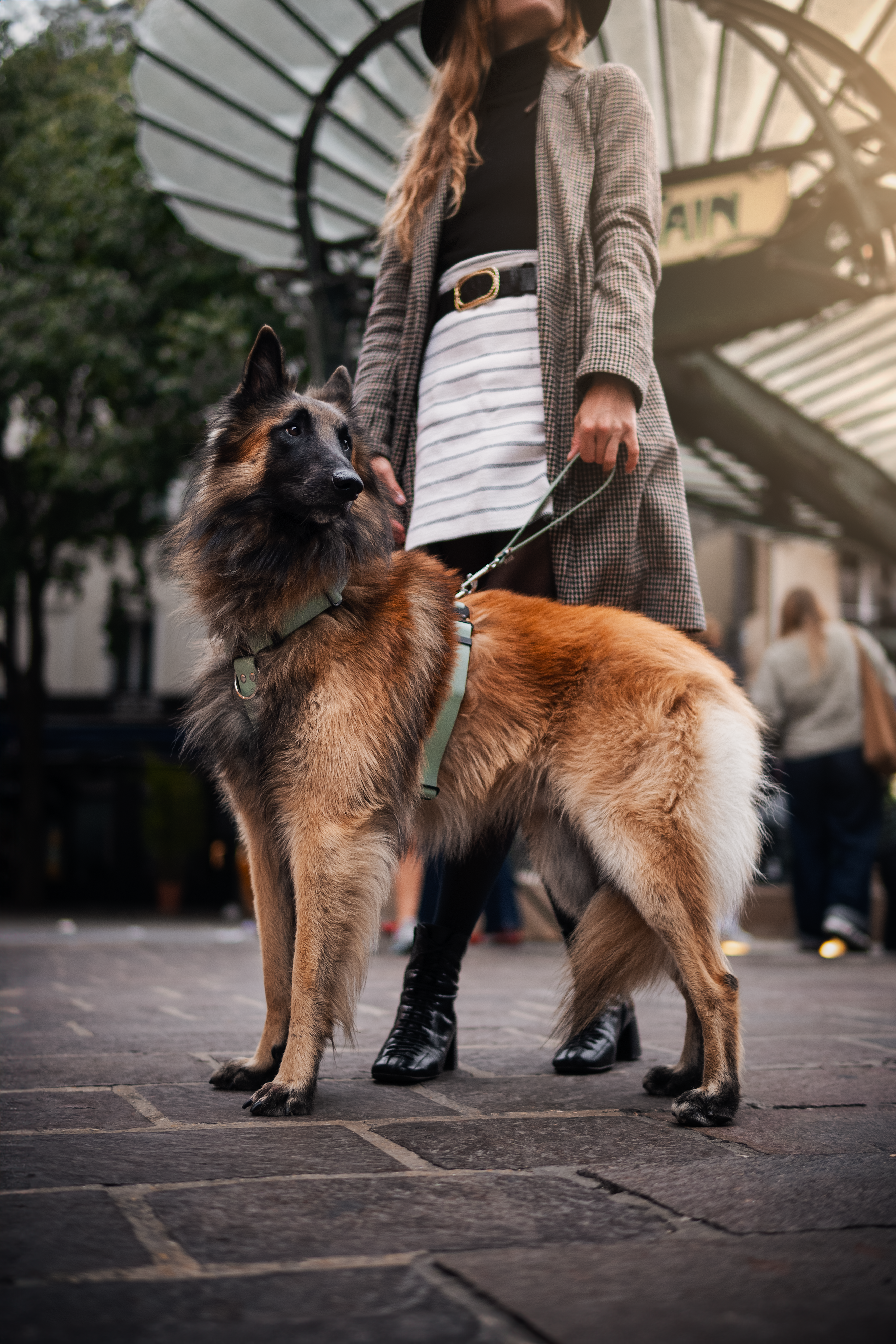 Harnais Parisien Grandes & Très Grandes Races - Inox