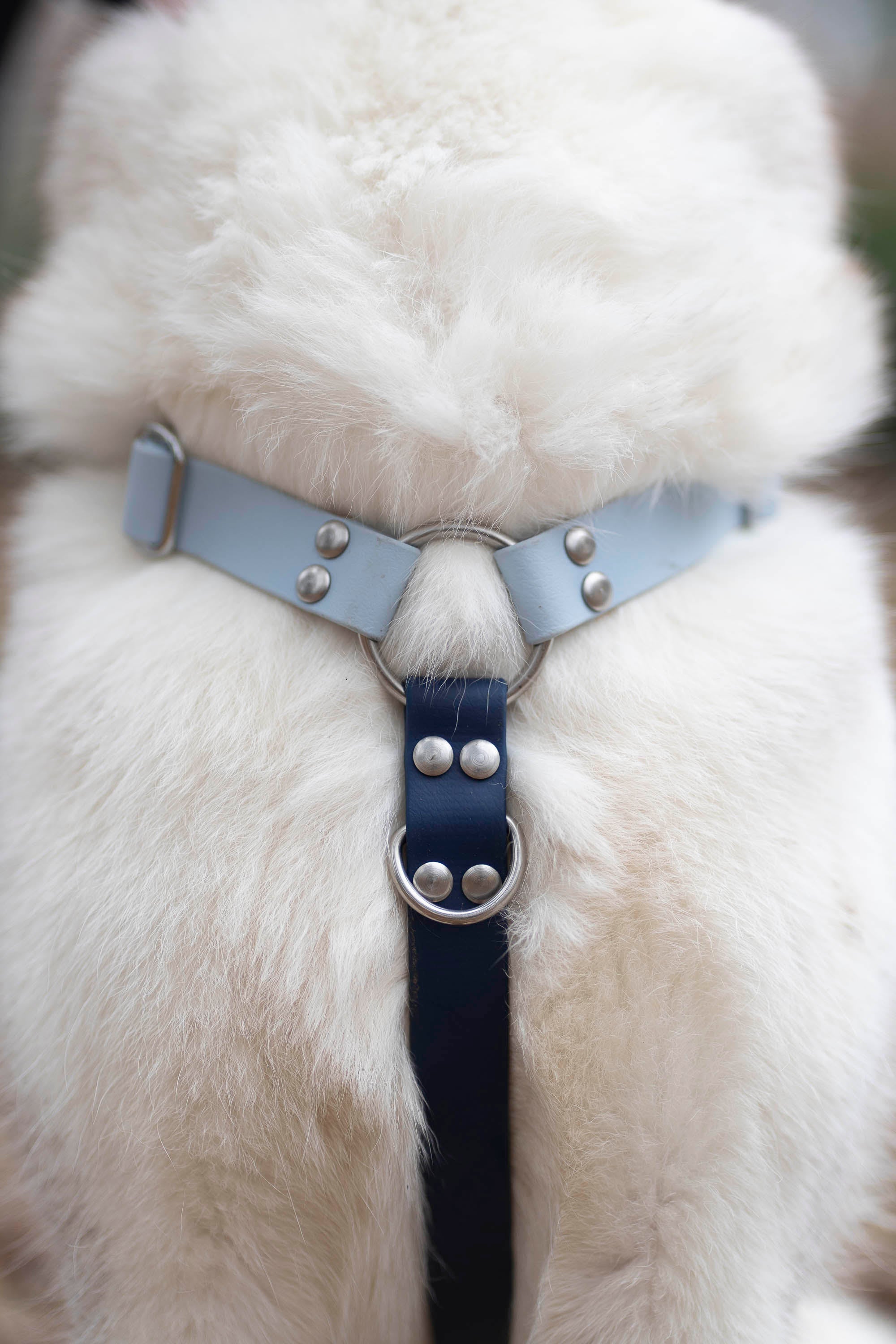 Harnais Parisien Moyennes & Grandes Races