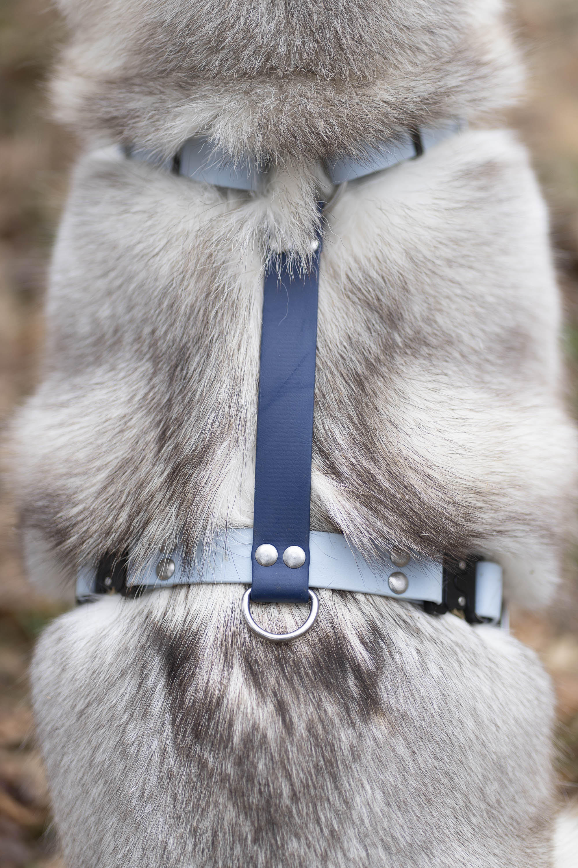 Harnais Parisien Moyennes & Grandes Races