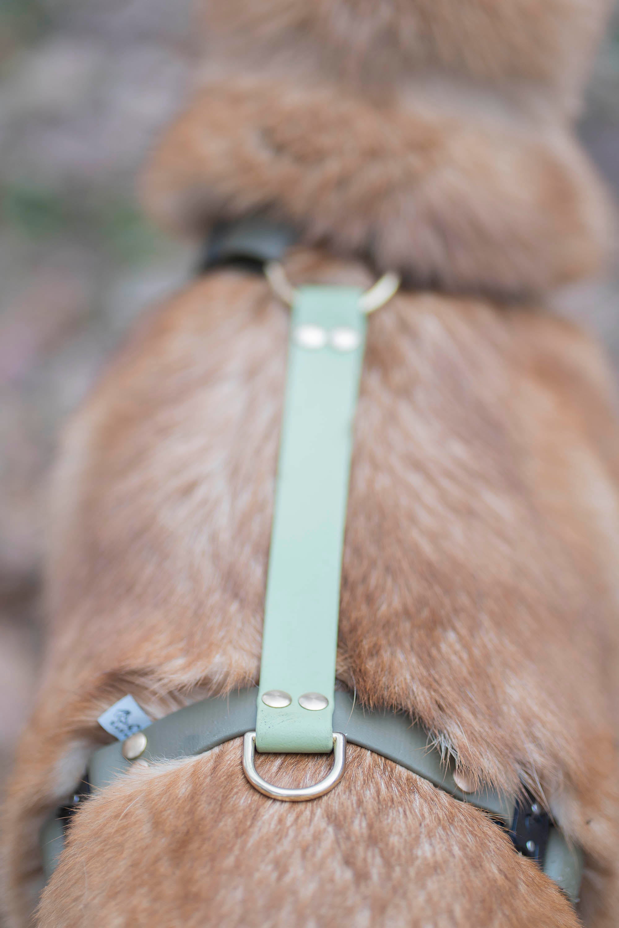 Harnais Parisien Moyennes & Grandes Races