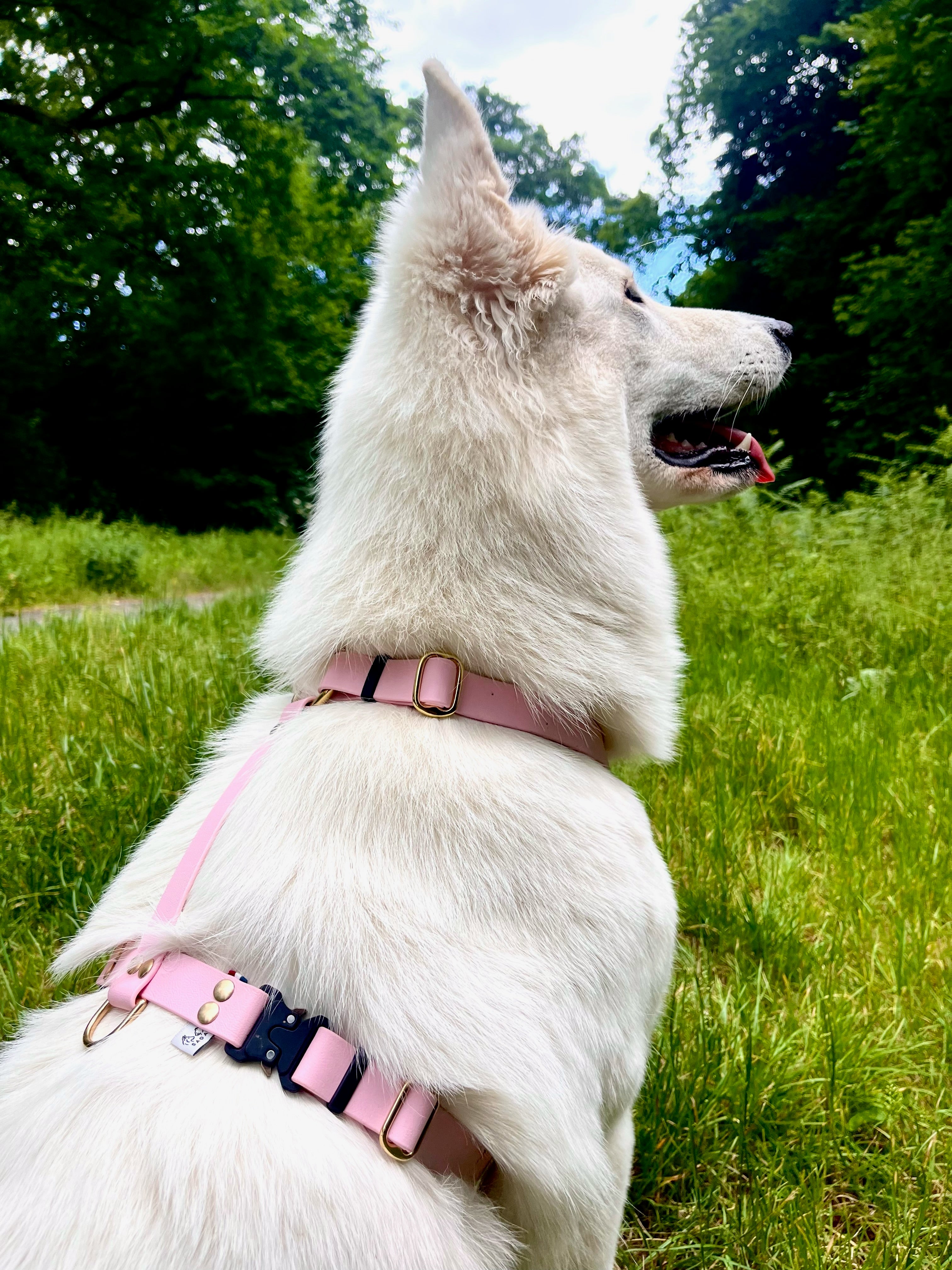 Harnais Parisien Moyennes & Grandes Races