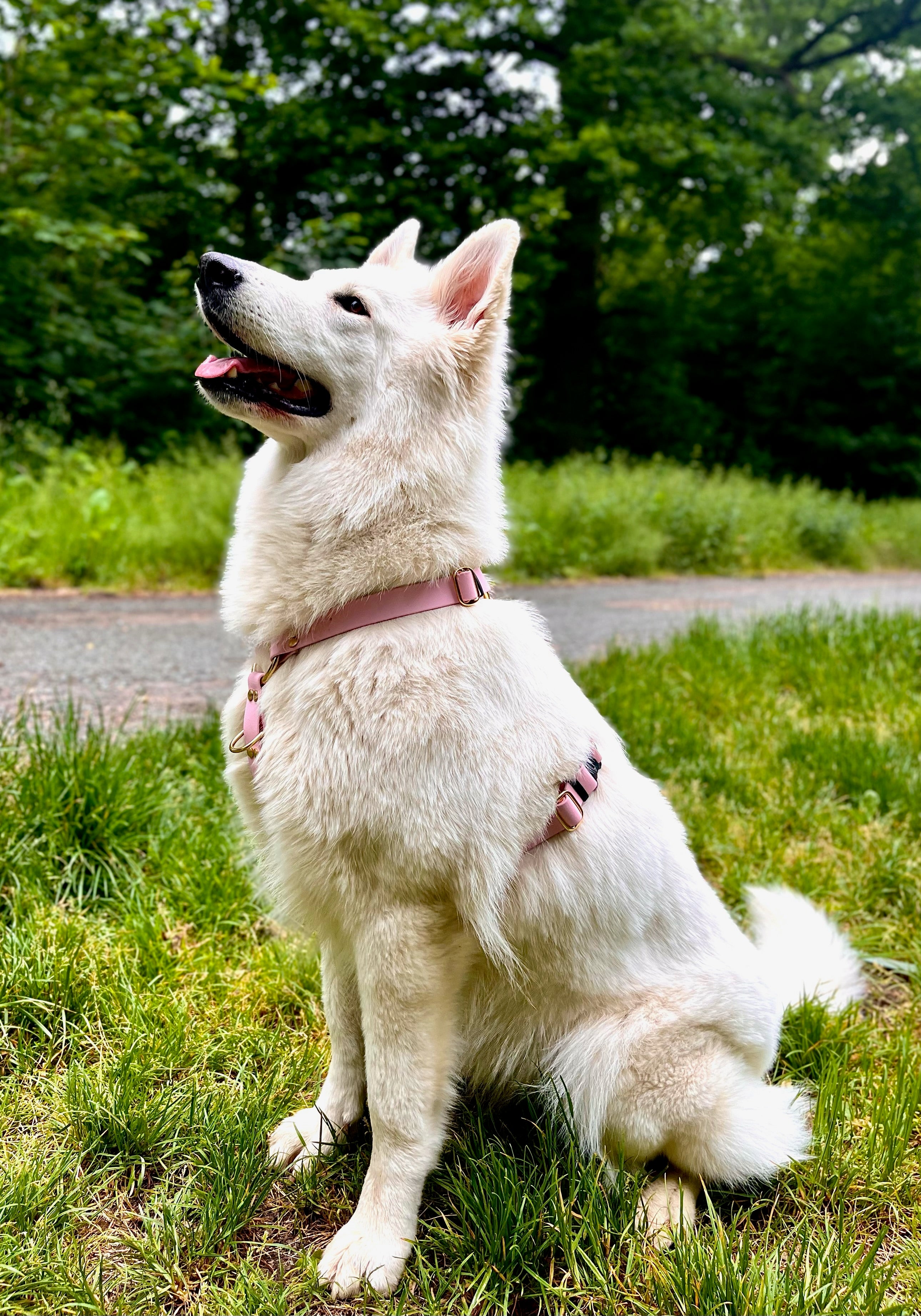 Harnais Parisien Moyennes & Grandes Races