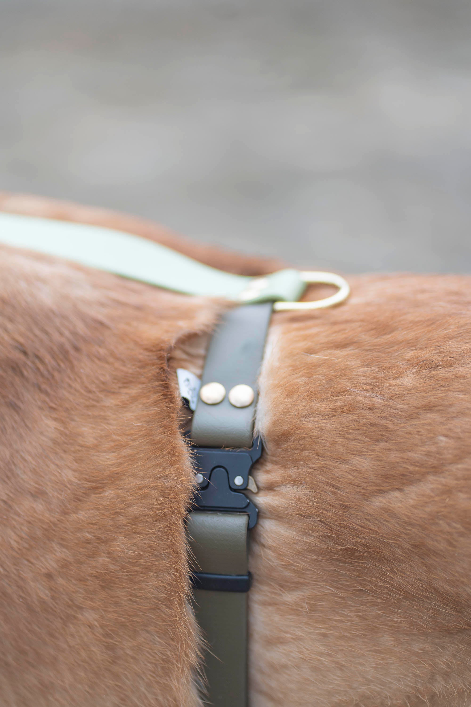 Harnais Parisien Moyennes & Grandes Races