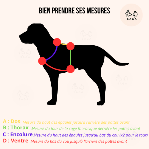 Harnais Parisien Grandes & Très Grandes Races - Laiton