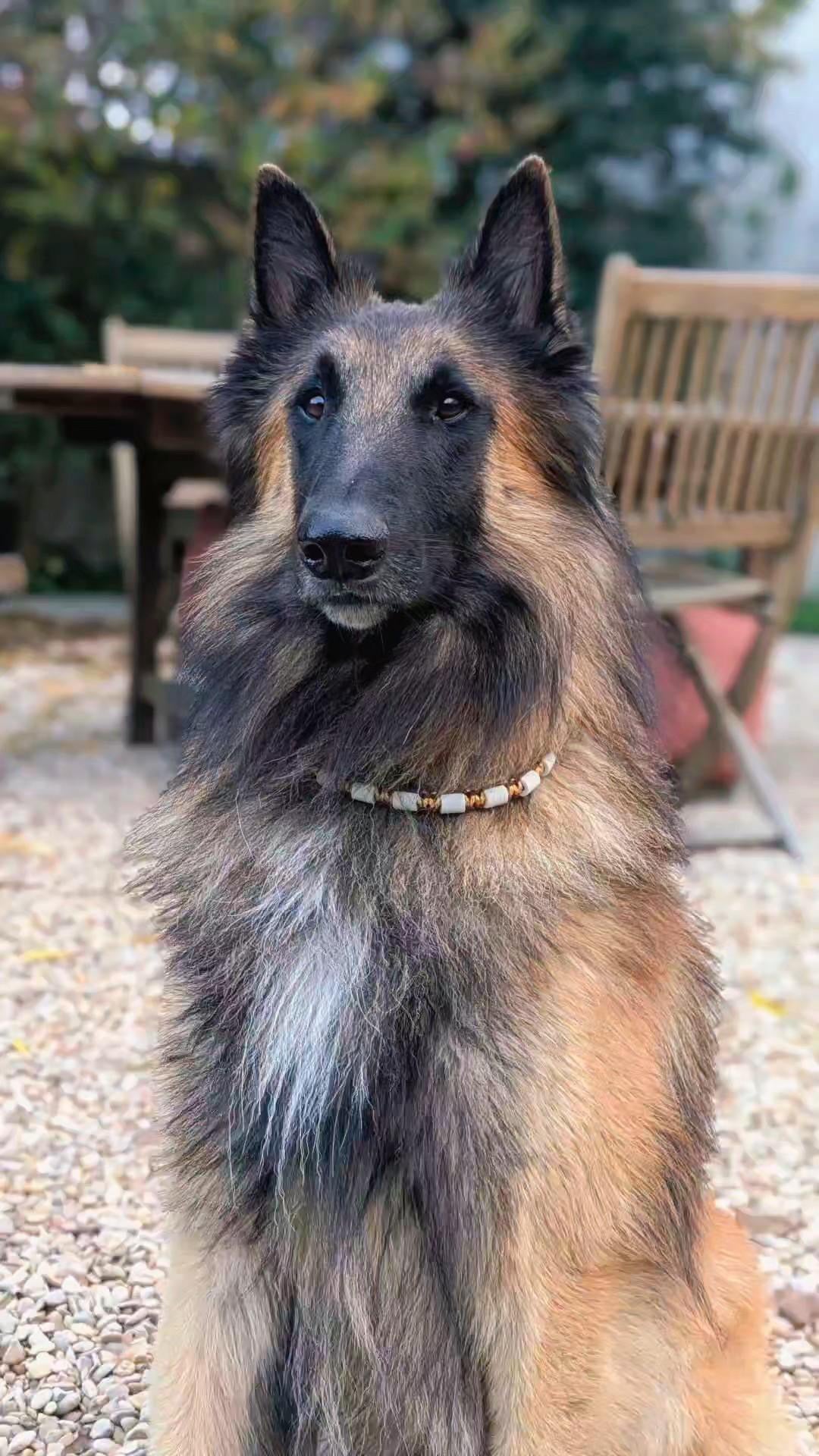 Collier antiparasitaire en perles de céramique