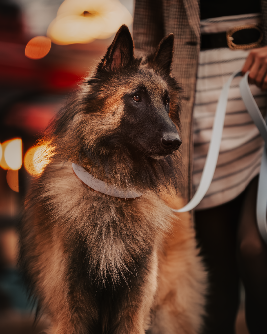 Collier Parisien à bande