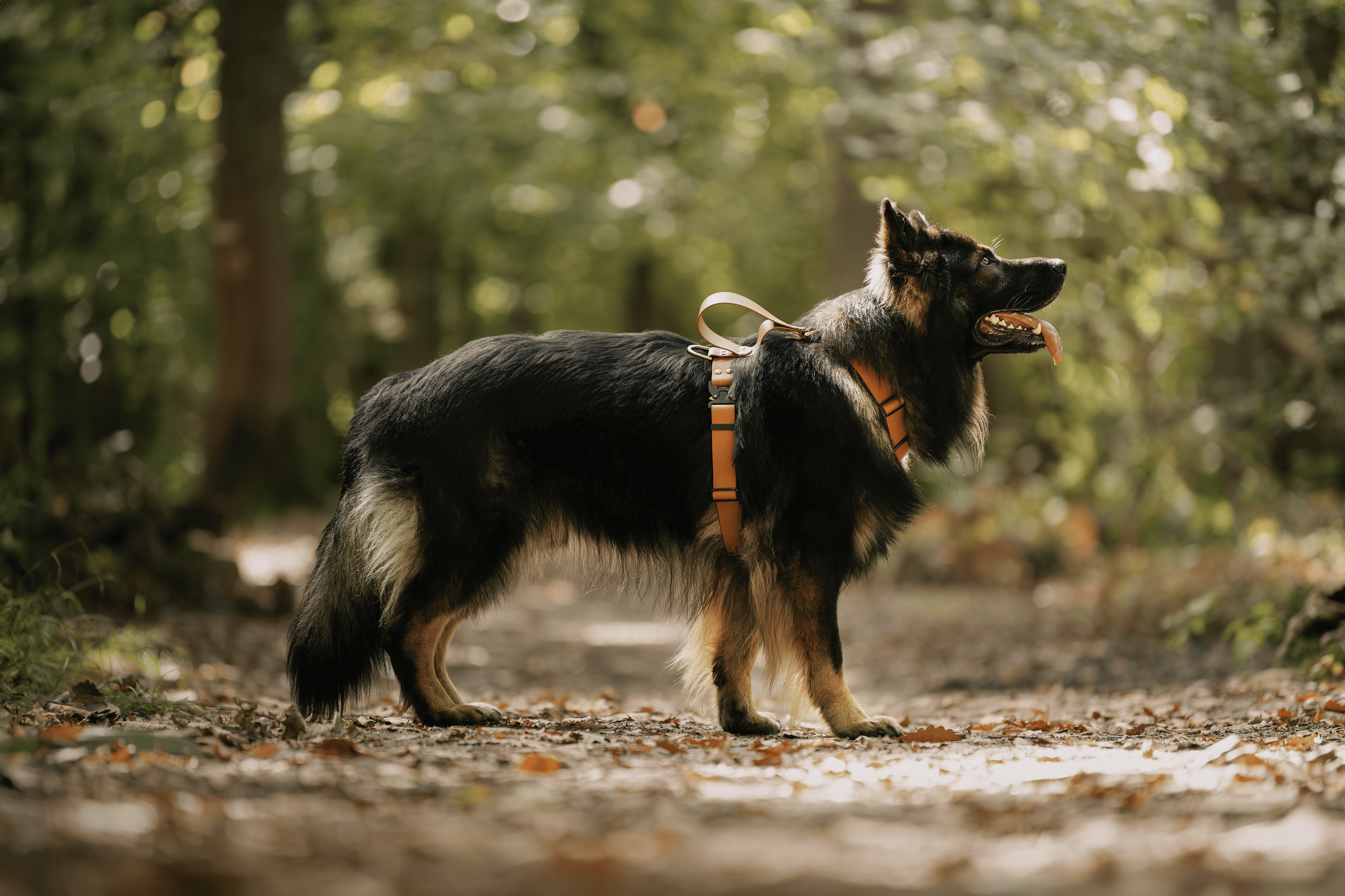 Harnais Parisien Grandes & Très Grandes Races - Laiton