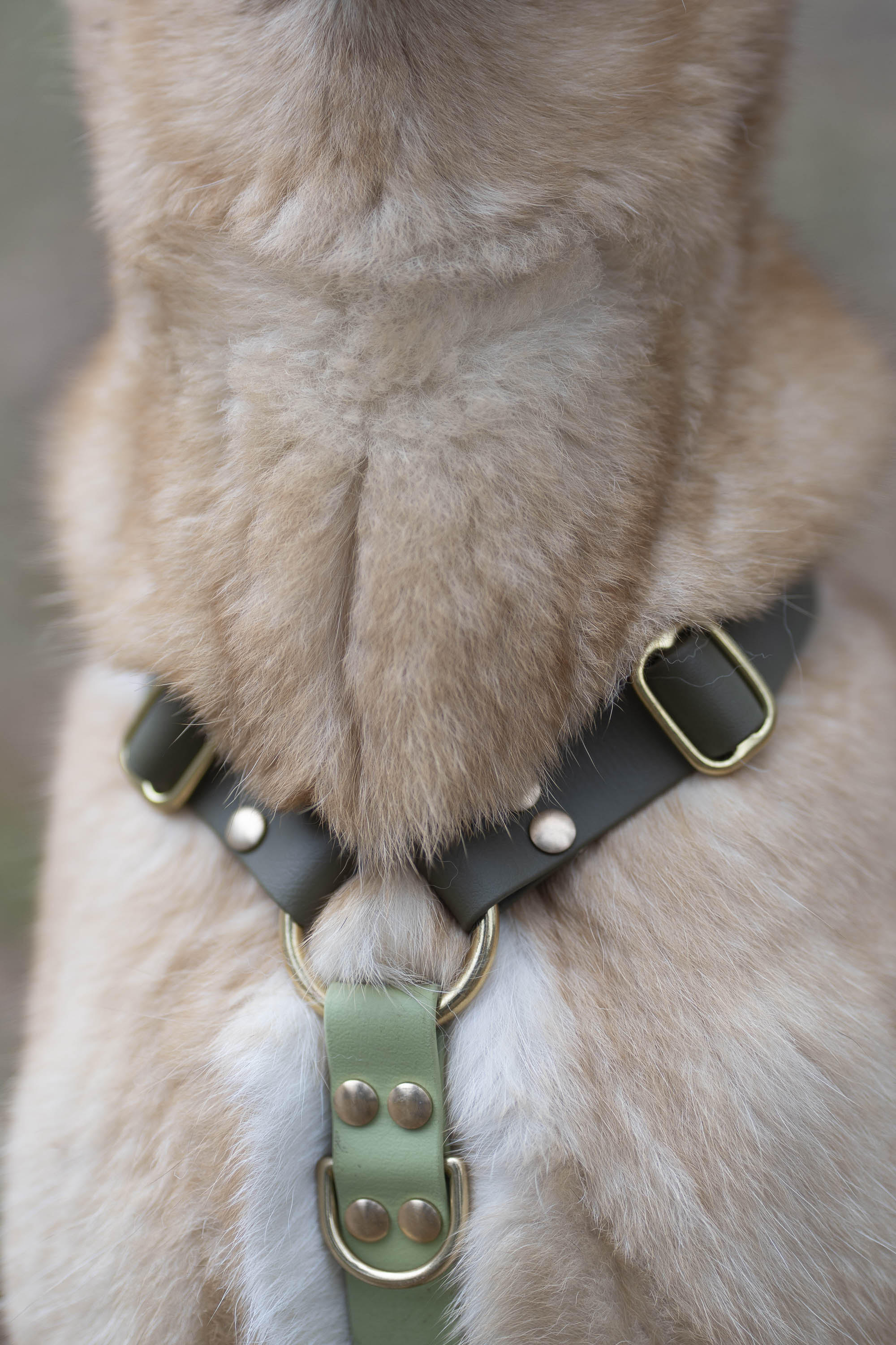 Harnais Parisien Moyennes & Grandes Races