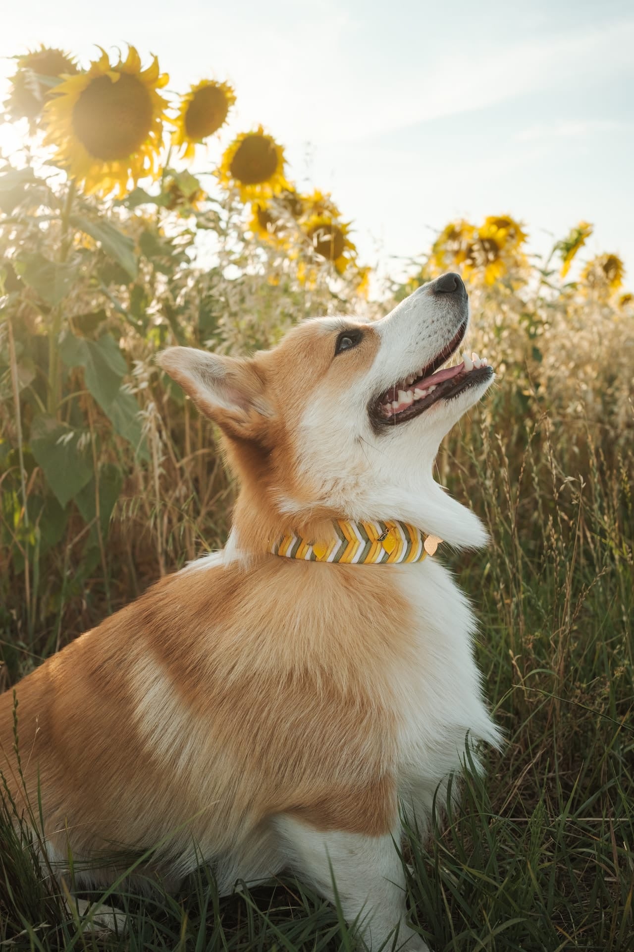 Collier Chevrons - Citron